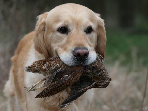 Golden retriever