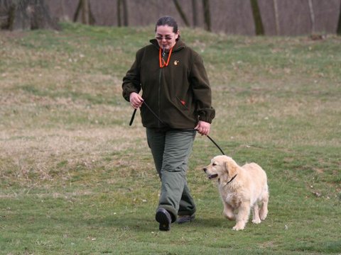 Golden Retriever