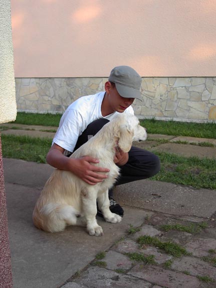 Golden Retriever