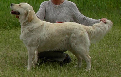 Golden retriever