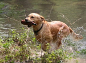 Golden retriever