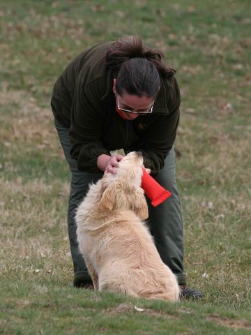 Golden Retriever
