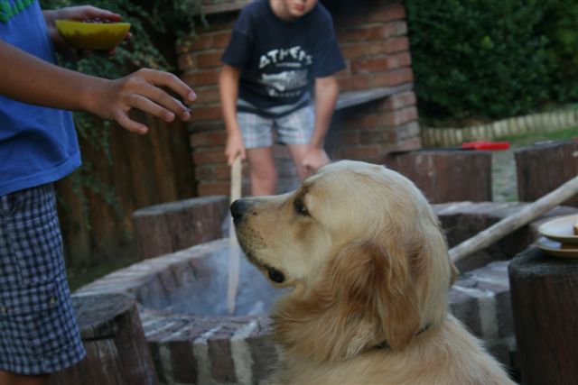 Golden retriever
