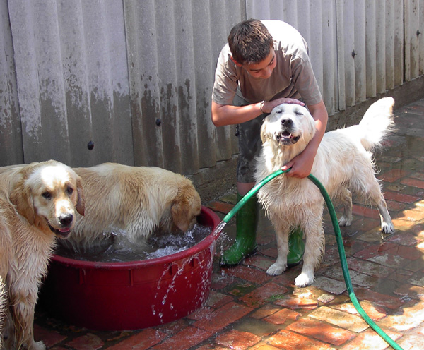 Golden retriever