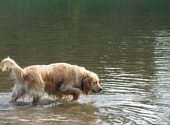 Golden retriever