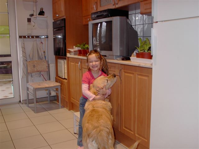 Golden retriever