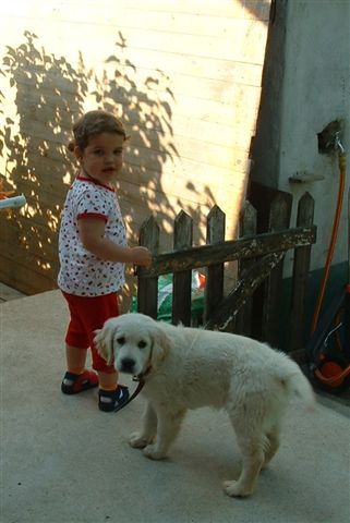 Golden retriever