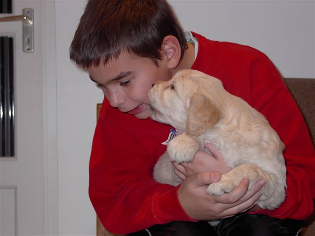 Golden retriever