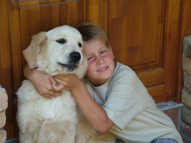 Golden retriever