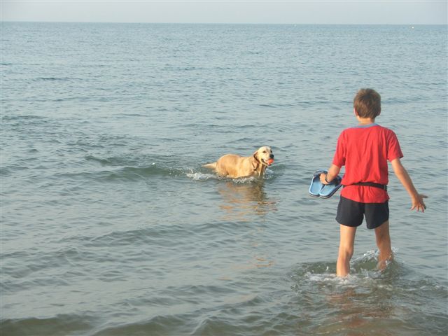 Golden retriever