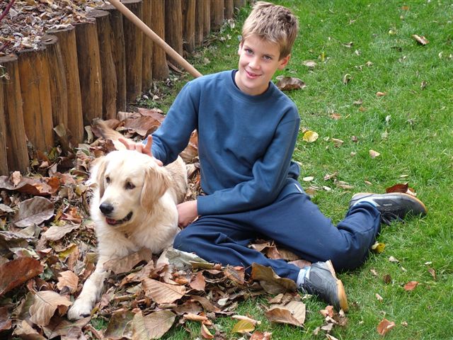 Golden retriever