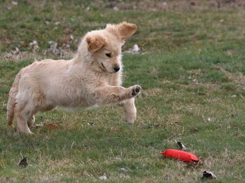 Golden Retriever