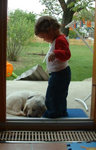 Golden retriever