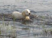 Golden retriever
