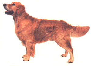 golden retriever