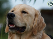 Golden retriever