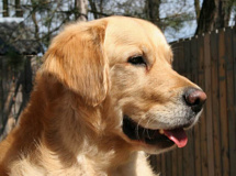 Golden retriever