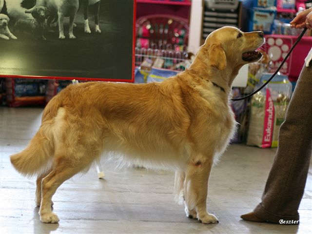 Golden retriever kennels on sale