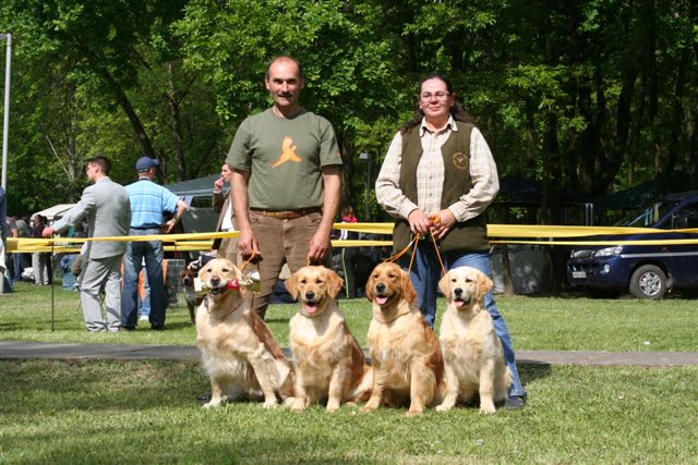 Golden Retriever