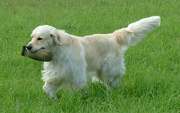Golden retriever
