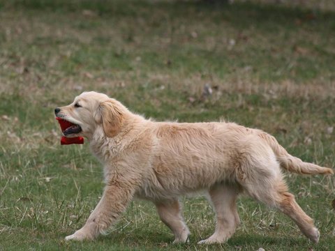 Golden Retriever