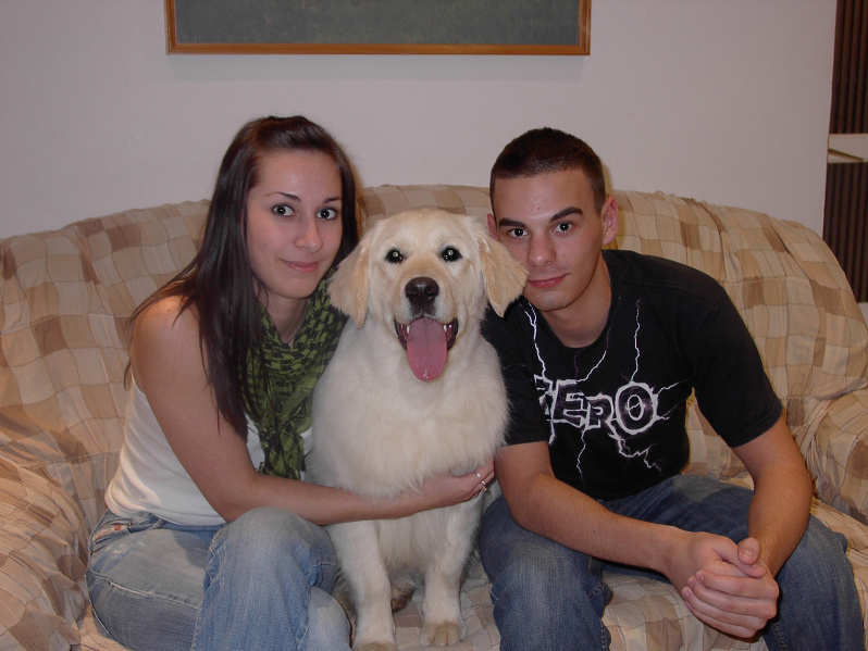 Golden retriever
