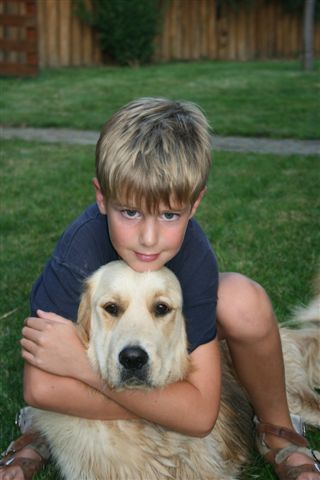 Golden retriever