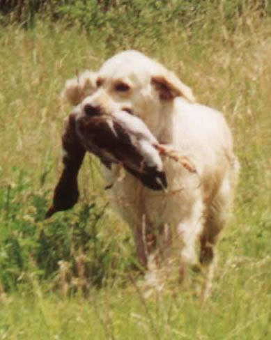 Golden Retriever