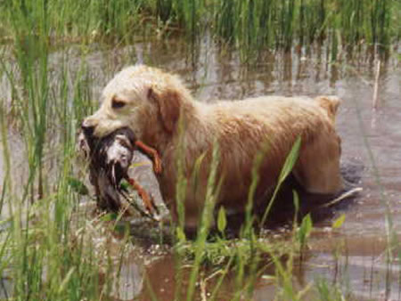 Golden Retriever