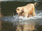 Golden retriever