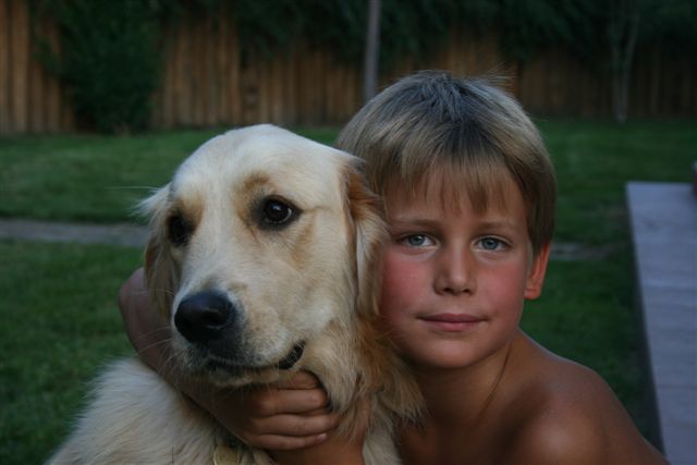 Golden retriever