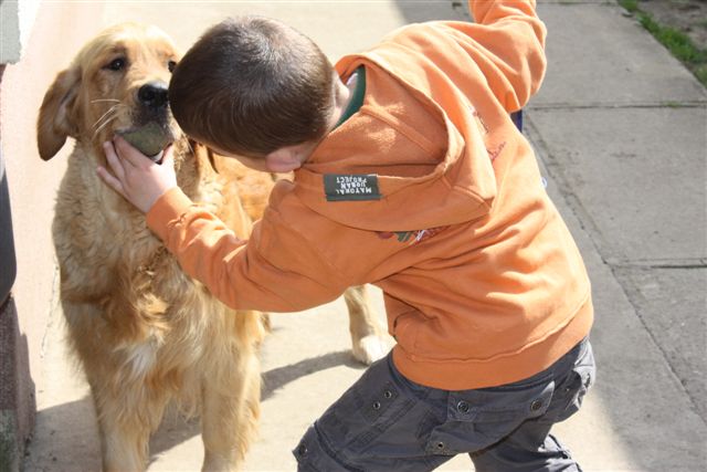 Golden retriever
