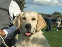Golden retriever