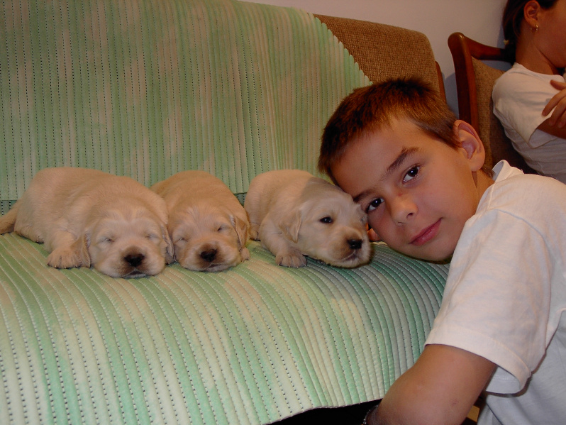 Golden Retriever