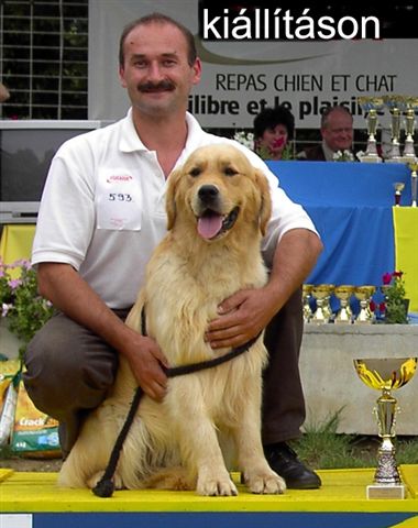 Golden Retriever