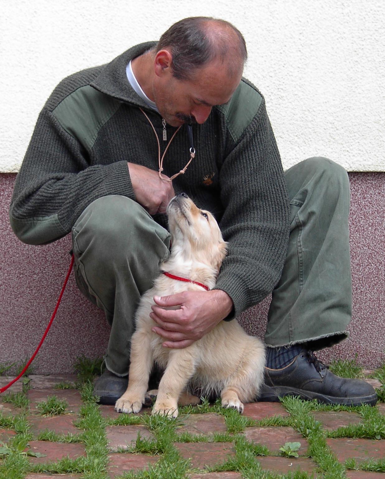 Golden Retriever