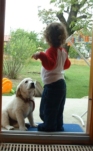 Golden retriever